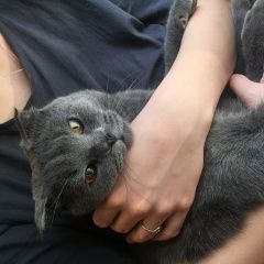 Подробнее об объявлении «Москва Найден кот в районе. метро севастопольская» Фото: найдена кошка Британская короткошерстная «Москва Найден кот в районе. метро севастопольская» в г. Москва