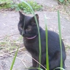 Подробнее об объявлении «Краснодар Найдена кошка» Фото: найдена кошка  «Краснодар Найдена кошка» в г. Краснодар