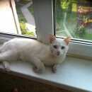 Подробнее об объявлении «Москва Найден кот белый кот» Фото: найдена кошка  «Москва Найден кот белый кот» в г. Москва