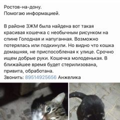 Подробнее об объявлении «Найдена кошка Ростов-на-Дону» Фото: найдена кошка  «Найдена кошка Ростов-на-Дону» в г. Ростов-на-Дону
