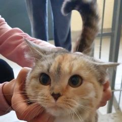 Подробнее об объявлении «Москва Найдена кошка 14 апреля 2020» Фото: найдена кошка  «Москва Найдена кошка 14 апреля 2020» в г. Москва