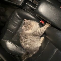 Подробнее об объявлении «Найдена кошка Таганрог» Фото: найдена кошка  «Найдена кошка Таганрог» в г. Таганрог