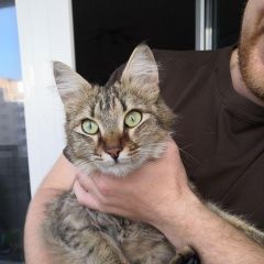 Подробнее об объявлении «Найдена кошка Новороссийск» Фото: найдена кошка  «Найдена кошка Новороссийск» в г. Новороссийск