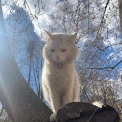 Подробнее об объявлении «Москва Найден кот в зюзино» Фото: найдена кошка  «Москва Найден кот в зюзино» в г. Москва