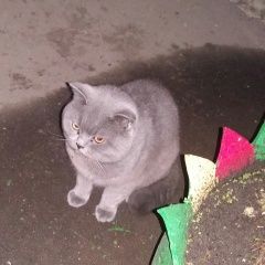 Подробнее об объявлении «Найден кот Орехово-Зуево» Фото: найдена кошка Британская короткошерстная «Найден кот Орехово-Зуево» в г. Орехово-Зуево