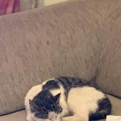 Подробнее об объявлении «Химки Найден кот» Фото: найдена кошка  «Химки Найден кот» в г. Химки