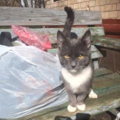Подробнее об объявлении «Москва Найден кот» Фото: найдена кошка  «Москва Найден кот» в г. Москва