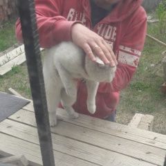 Подробнее об объявлении «Ставрополь Найден кот» Фото: найдена кошка  «Ставрополь Найден кот» в г. Ставрополь