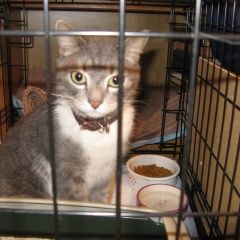 Подробнее об объявлении «Москва Найдена кошка 19 апреля на 16 парковой, 6» Фото: найдена кошка  «Москва Найдена кошка 19 апреля на 16 парковой, 6» в г. Москва