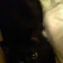 Подробнее об объявлении «Москва Найдена кошка черна кошка, проспект мира-ростокинская» Фото: найдена кошка  «Москва Найдена кошка черна кошка, проспект...» в г. Москва