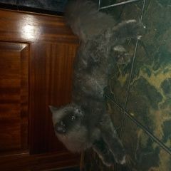 Подробнее об объявлении «Москва Найден кот серый пушистый кот» Фото: найдена кошка Британская длинношерстная кошка «Москва Найден кот серый пушистый кот» в г. Москва