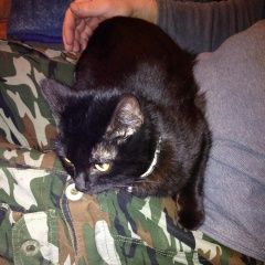 Подробнее об объявлении «Найден кот чёрный кот Заокский» Фото: найдена кошка  «Найден кот чёрный кот Заокский» в г. Заокский