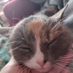 ����: ������� �����  ���������� ������� ����� ����������� � �. ���������