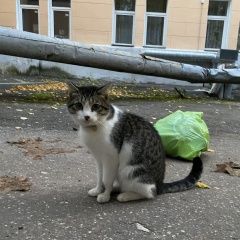 Подробнее об объявлении «Найден кот нижегородский район Нижний Новгород» Фото: найдена кошка  «Найден кот нижегородский район Нижний Новгород» в г. Нижний Новгород