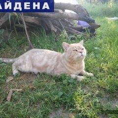 Подробнее об объявлении «Казань Найден кот» Фото: найдена кошка Британская короткошерстная «Казань Найден кот» в г. Казань