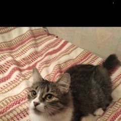 Подробнее об объявлении «Москва Найдена кошка, рядом с метро спортивная» Фото: найдена кошка  «Москва Найдена кошка, рядом с метро спортивная» в г. Москва