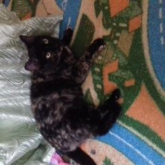 Подробнее об объявлении «Ставрополь Найдена кошка беременная кошечка черепахового окраса» Фото: найдена кошка  «Ставрополь Найдена кошка беременная кошечка...» в г. Ставрополь