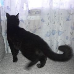 Подробнее об объявлении «Найдена кошка срочно ищем хозяев кошечки Лыткарино» Фото: найдена кошка  «Найдена кошка срочно ищем хозяев кошечки Лыткарино» в г. Лыткарино