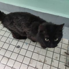 Подробнее об объявлении «Москва Найдена кошка с зеленым ошейником от блох» Фото: найдена кошка  «Москва Найдена кошка с зеленым ошейником от блох» в г. Москва