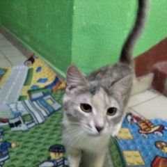 Подробнее об объявлении «Москва Найдена кошка бирюлево восточное. нашли кошку» Фото: найдена кошка  «Москва Найдена кошка бирюлево восточное. нашли...» в г. Москва