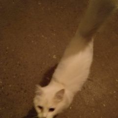 Подробнее об объявлении «Обнинск Найдена кошка» Фото: найдена кошка  «Обнинск Найдена кошка» в г. Обнинск