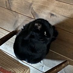 Подробнее об объявлении «Найдена кошка чёрная кошечка Львовский» Фото: найдена кошка  «Найдена кошка чёрная кошечка Львовский» в г. Львовский