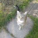 Подробнее об объявлении «Ангарск Найдена кошка кот» Фото: найдена кошка  «Ангарск Найдена кошка кот» в г. Ангарск