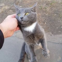 Подробнее об объявлении «Москва Найдена кошка серая кошка р-н богородское» Фото: найдена кошка  «Москва Найдена кошка серая кошка р-н богородское» в г. Москва