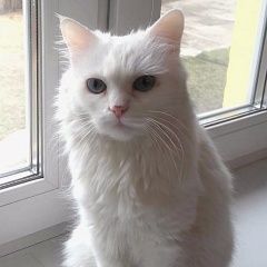 Подробнее об объявлении «Найдена кошка Пушкино» Фото: найдена кошка Турецкая ангора «Найдена кошка Пушкино» в г. Пушкино