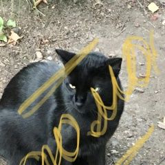 Подробнее об объявлении «Москва Найден кот» Фото: найдена кошка  «Москва Найден кот» в г. Москва