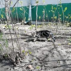 Подробнее об объявлении «Москва Найдена кошка» Фото: найдена кошка  «Москва Найдена кошка» в г. Москва