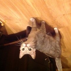 Подробнее об объявлении «Орел Найдена кошка» Фото: найдена кошка Британская короткошерстная «Орел Найдена кошка» в г. Орел