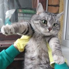 Подробнее об объявлении «Москва Найден кот серый дымчатый кастрированный кот» Фото: найдена кошка  «Москва Найден кот серый дымчатый кастрированный...» в г. Москва