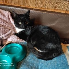 Подробнее об объявлении «Найден кот д. летний отдых Голицыно (Московская обл.)» Фото: найдена кошка  «Найден кот д. летний отдых Голицыно (Московская...» в г. Голицыно (Московская обл.)