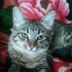 Подробнее об объявлении «Обнинск Найдена кошка» Фото: найдена кошка  «Обнинск Найдена кошка» в г. Обнинск