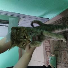 Подробнее об объявлении «Москва Найдена кошка» Фото: найдена кошка  «Москва Найдена кошка» в г. Москва