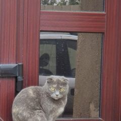 Подробнее об объявлении «Ставрополь Найдена кошка» Фото: найдена кошка  «Ставрополь Найдена кошка» в г. Ставрополь