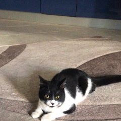 Подробнее об объявлении «Москва Найдена кошка в пос.коммунарка» Фото: найдена кошка  «Москва Найдена кошка в пос.коммунарка» в г. Москва