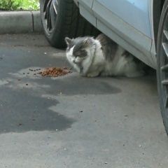 Подробнее об объявлении «Москва Найдена кошка г. керамический проезд. д. 69» Фото: найдена кошка  «Москва Найдена кошка г. керамический проезд. д. 69» в г. Москва