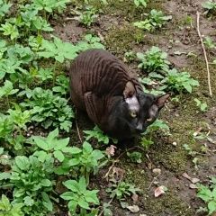 Подробнее об объявлении «Москва Найден кот корниш-рекс. мальчик. окрас шоколаданый» Фото: найдена кошка Корниш-рекс «Москва Найден кот корниш-рекс. мальчик. окрас...» в г. Москва