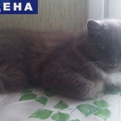 Подробнее об объявлении «Найдена кошка Санкт-Петербург» Фото: найдена кошка  «Найдена кошка Санкт-Петербург» в г. Санкт-Петербург