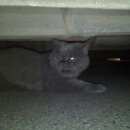 Подробнее об объявлении «Ставрополь Найден кот» Фото: найдена кошка Британская короткошерстная «Ставрополь Найден кот» в г. Ставрополь