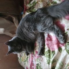 Подробнее об объявлении «Москва Найдена кошка серая» Фото: найдена кошка Русская голубая «Москва Найдена кошка серая» в г. Москва