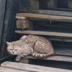 Подробнее об объявлении «Новосибирск Найден кот британец, пятнистый, кремовый» Фото: найдена кошка Британская короткошерстная кошка «Новосибирск Найден кот британец, пятнистый,...» в г. Новосибирск