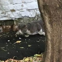 Подробнее об объявлении «Москва Найден кот нагатинский затон» Фото: найдена кошка  «Москва Найден кот нагатинский затон» в г. Москва