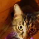 Подробнее об объявлении «Найден кот Балашиха» Фото: найдена кошка  «Найден кот Балашиха» в г. Балашиха