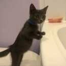 Подробнее об объявлении «Ульяновск Найдена кошка» Фото: найдена кошка  «Ульяновск Найдена кошка» в г. Ульяновск