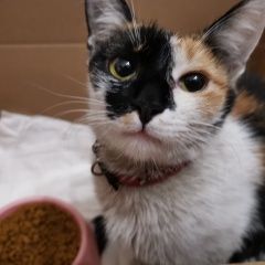 Подробнее об объявлении «Москва Найдена кошка, район соколиная гора» Фото: найдена кошка  «Москва Найдена кошка, район соколиная гора» в г. Москва