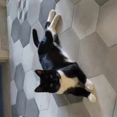 Подробнее об объявлении «Найден кот пос. летний отдых Голицыно (Московская обл.)» Фото: найдена кошка  «Найден кот пос. летний отдых Голицыно...» в г. Голицыно (Московская обл.)