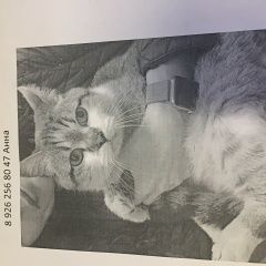 Подробнее об объявлении «Москва Найден кот» Фото: найдена кошка  «Москва Найден кот» в г. Москва